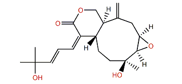 Isoxeniatine C